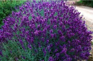 Lavanda Mov